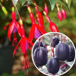 Fuchsia royal comestible / Fuchsia regia reitzii